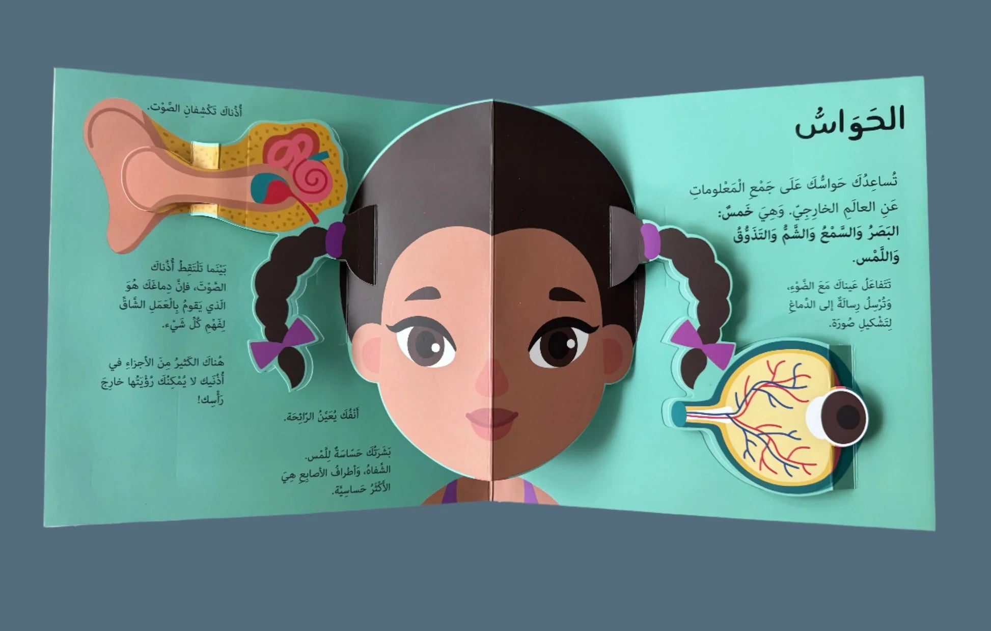 جسم الانسان مع نوافذ